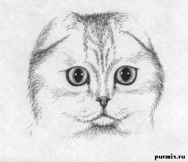 Прикольные картинки котов карандашом для срисовки (14)