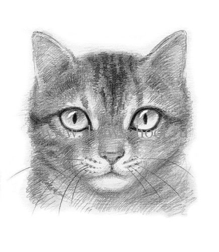 Прикольные картинки котов карандашом для срисовки (19)