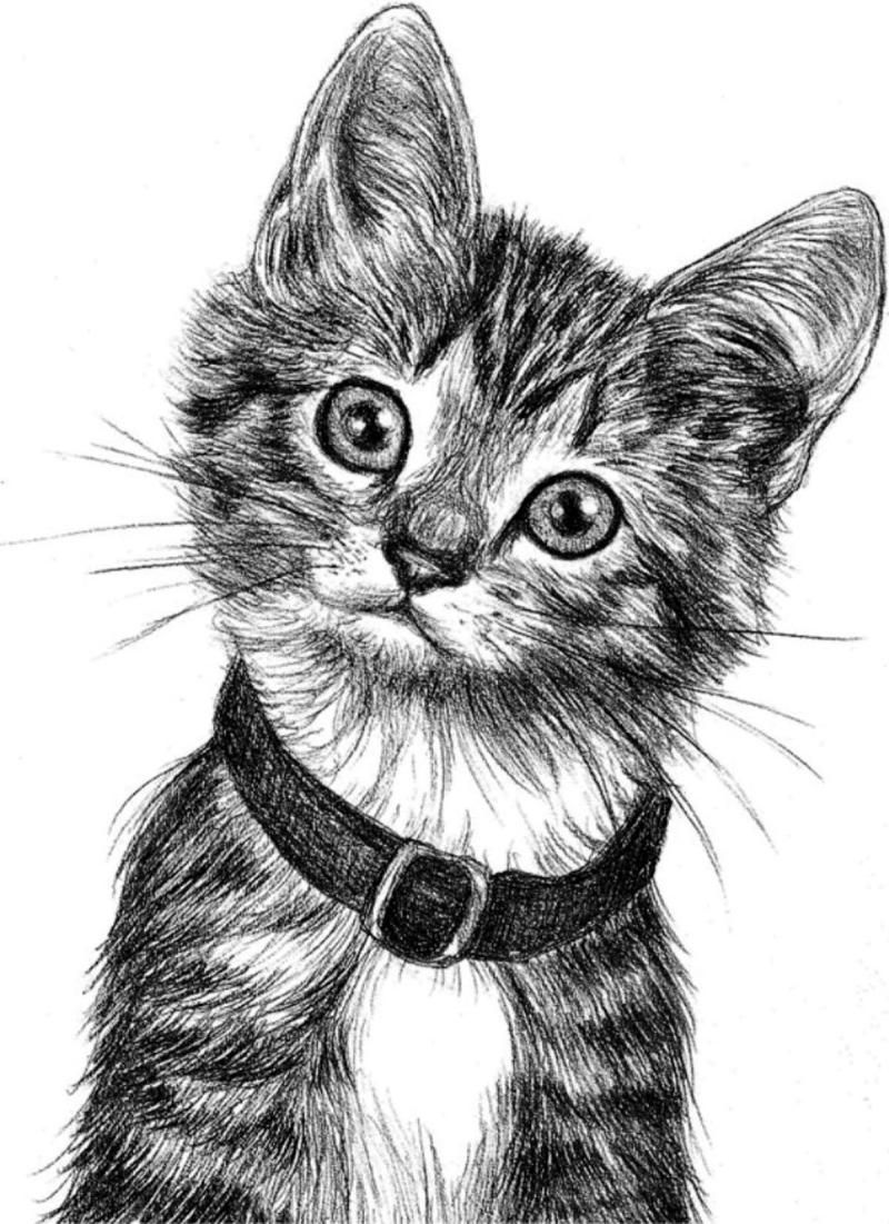 Прикольные картинки котов карандашом для срисовки (7)