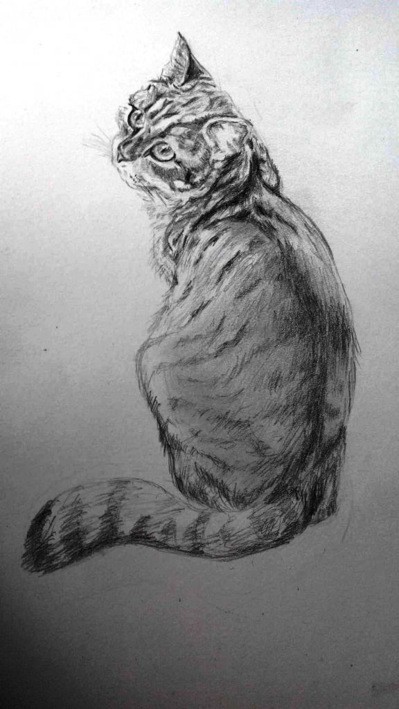 Прикольные картинки котов карандашом для срисовки (8)