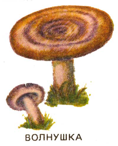 Красивые картинки грибы волнушки для детей (1)