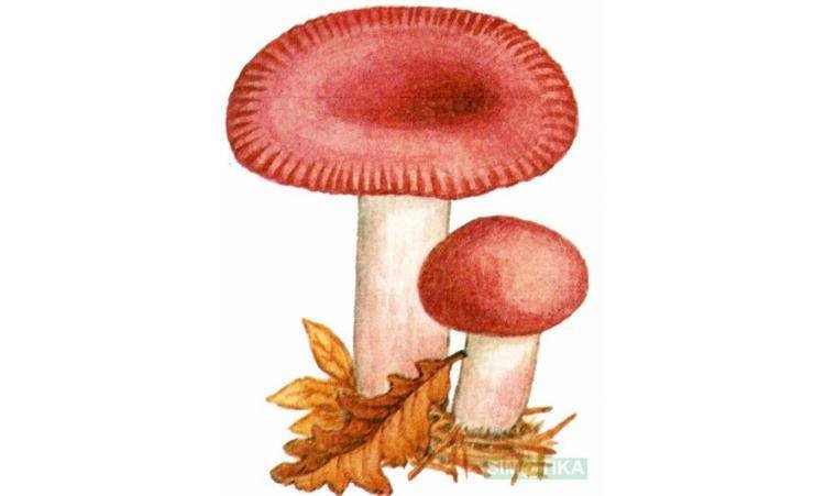 Красивые картинки грибы волнушки для детей (10)
