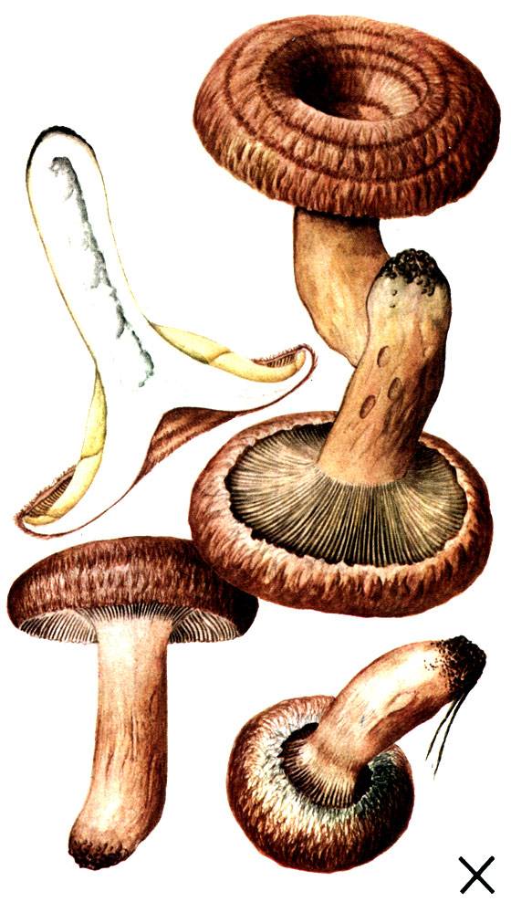 Красивые картинки грибы волнушки для детей (11)