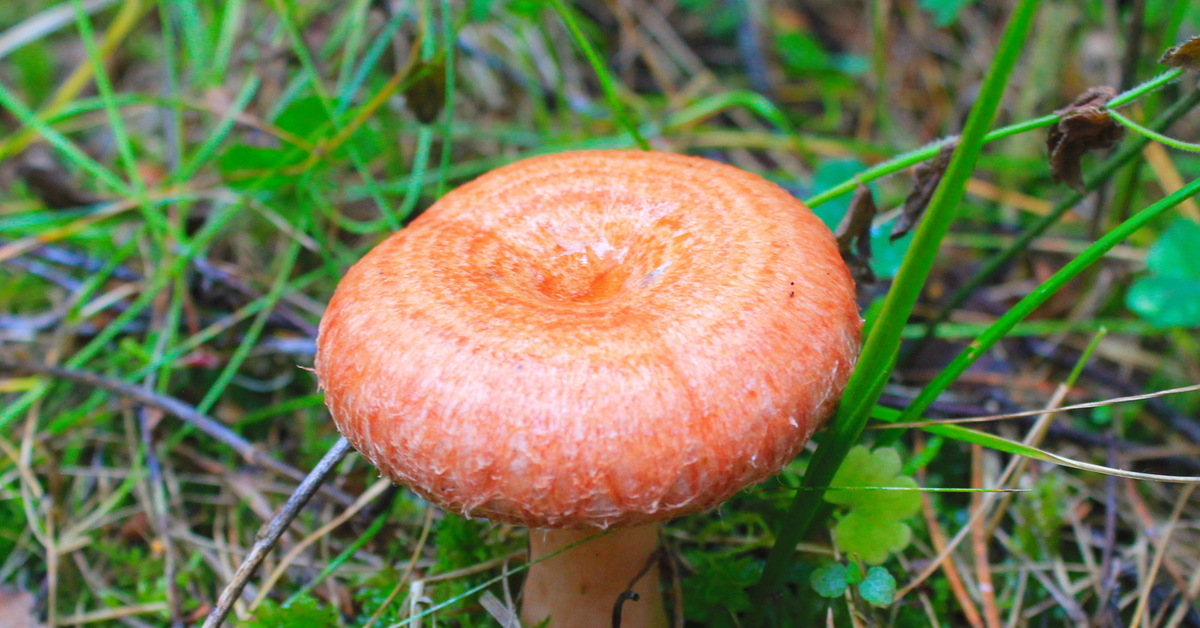 Красивые картинки грибы волнушки для детей (12)
