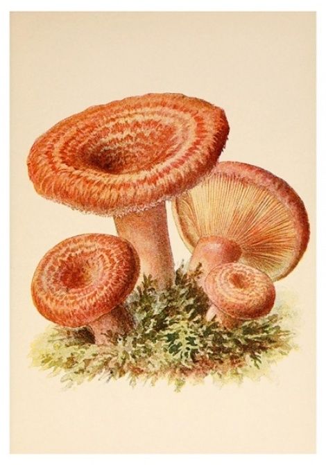 Красивые картинки грибы волнушки для детей (13)