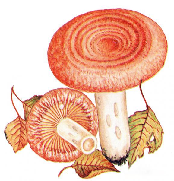 Красивые картинки грибы волнушки для детей (14)