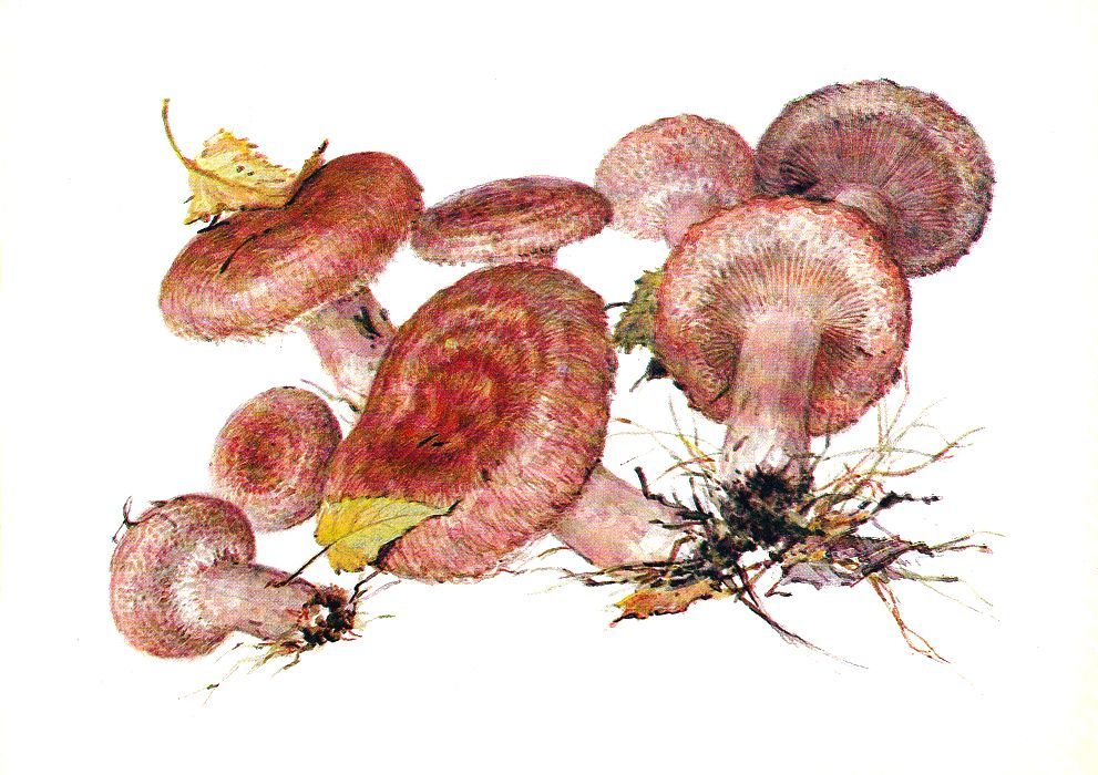 Красивые картинки грибы волнушки для детей (15)