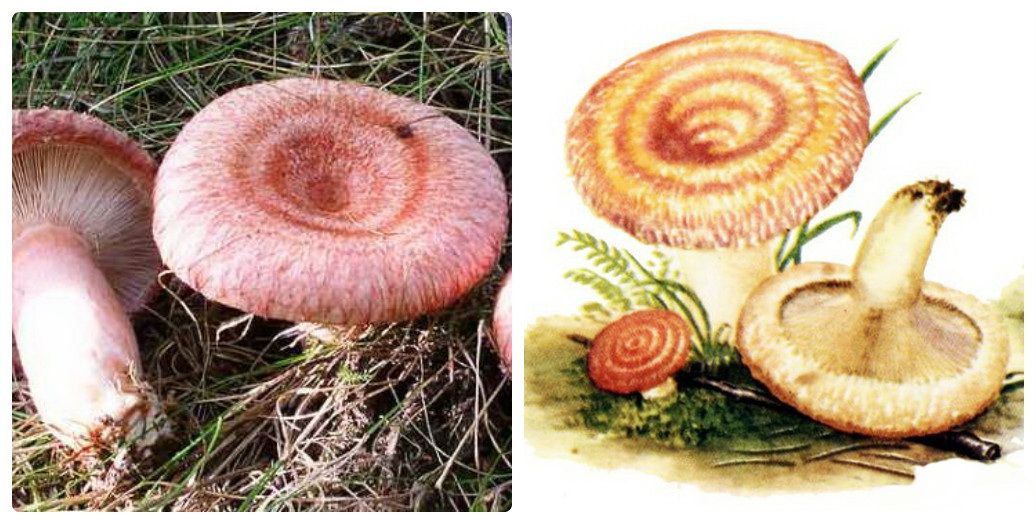 Красивые картинки грибы волнушки для детей (16)