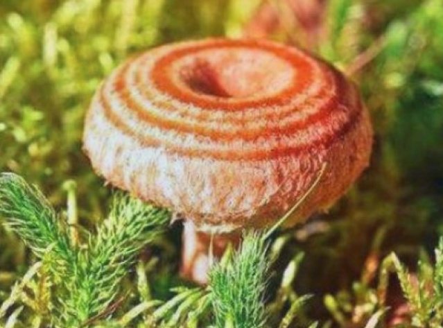 Красивые картинки грибы волнушки для детей (18)