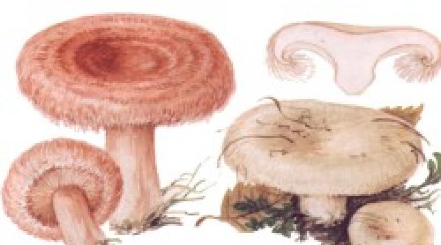 Красивые картинки грибы волнушки для детей (2)