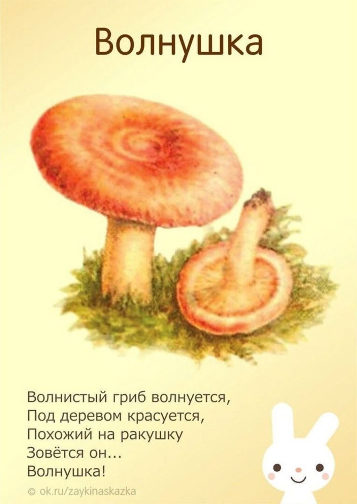 Красивые картинки грибы волнушки для детей (3)