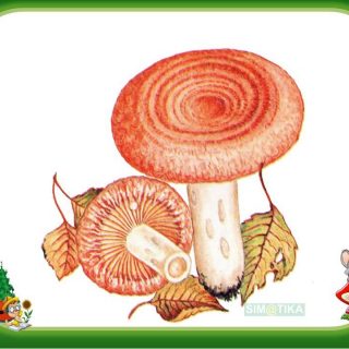 Красивые картинки грибы волнушки для детей (6)