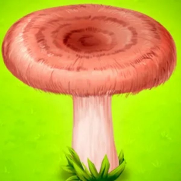 Красивые картинки грибы волнушки для детей (7)