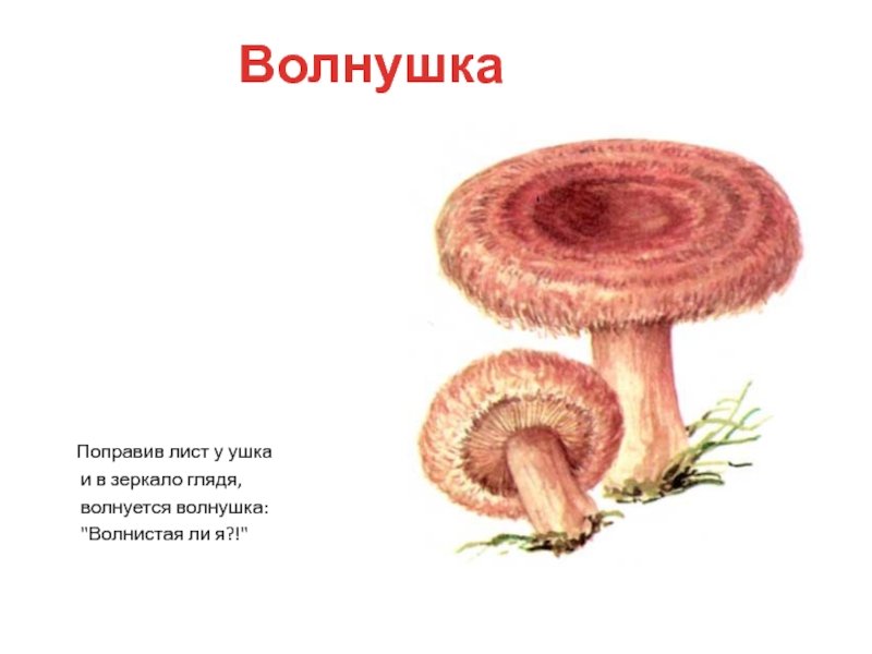 Красивые картинки грибы волнушки для детей (9)