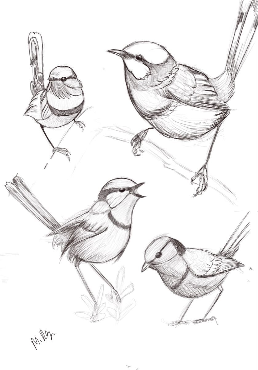 Прикольные картинки птичек для срисовки (21)