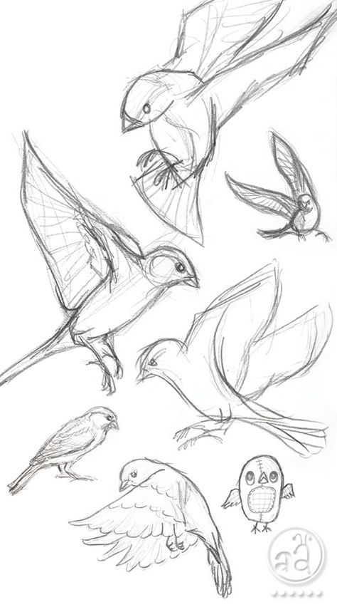 Прикольные картинки птичек для срисовки (4)