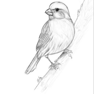 Прикольные картинки птичек для срисовки (5)