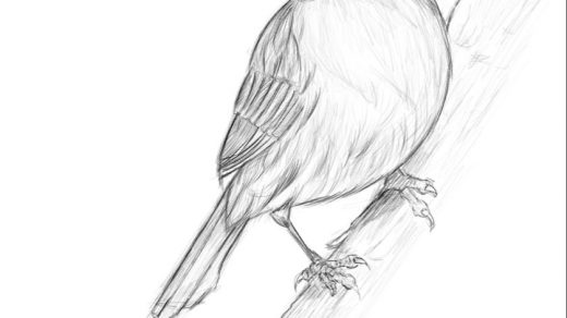 Прикольные картинки птичек для срисовки (5)