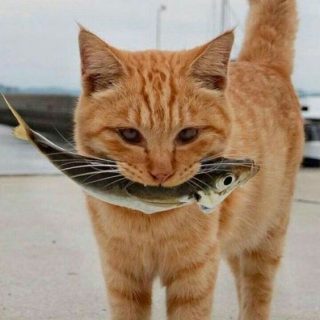 Сырая рыба для кошек правда, мифы и рекомендации от ветеринаров 1