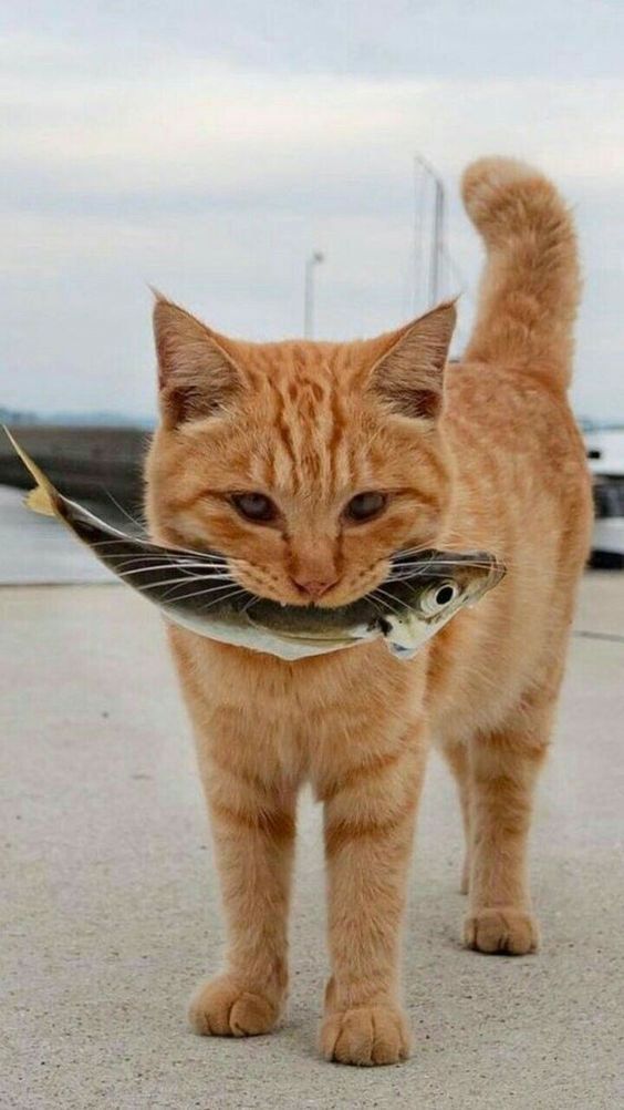 Сырая рыба для кошек правда, мифы и рекомендации от ветеринаров 1