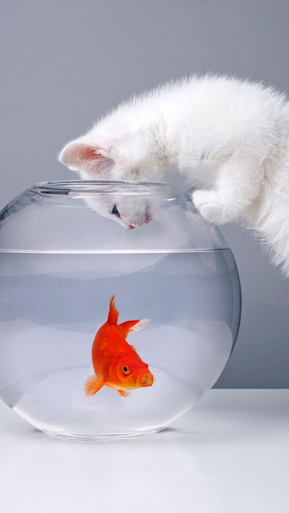 Сырая рыба для кошек правда, мифы и рекомендации от ветеринаров 2