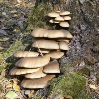 Где растет гриб вешенка Поиски вкусных экземпляров 1