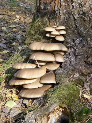 Где растет гриб вешенка Поиски вкусных экземпляров 1