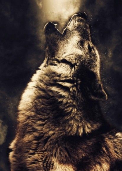 Лучшие фото волка в темноте   сборка (13)