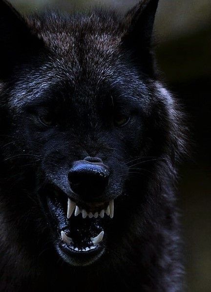 Лучшие фото волка в темноте   сборка (14)