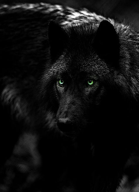 Лучшие фото волка в темноте - сборка (17)
