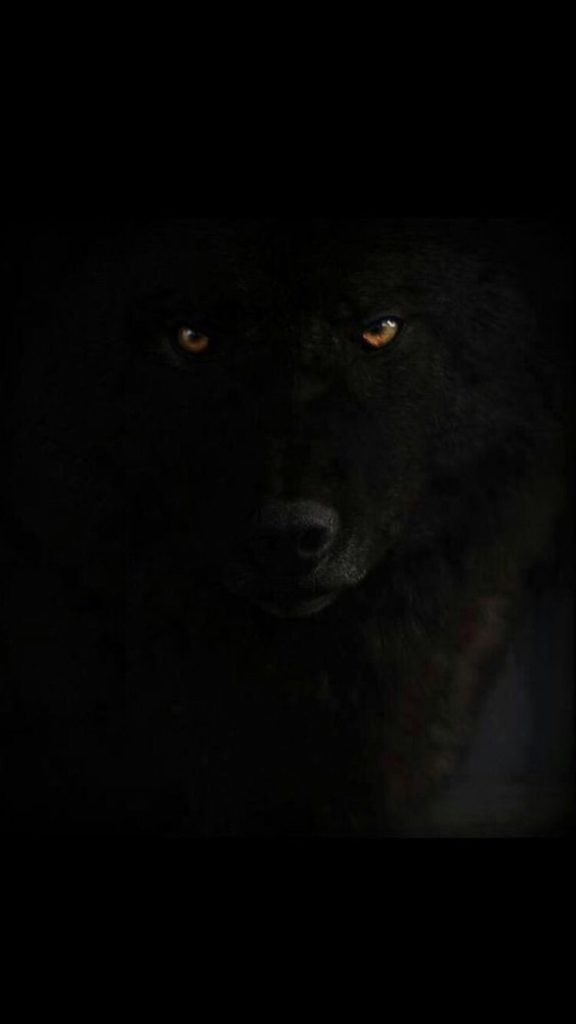 Лучшие фото волка в темноте - сборка (19)