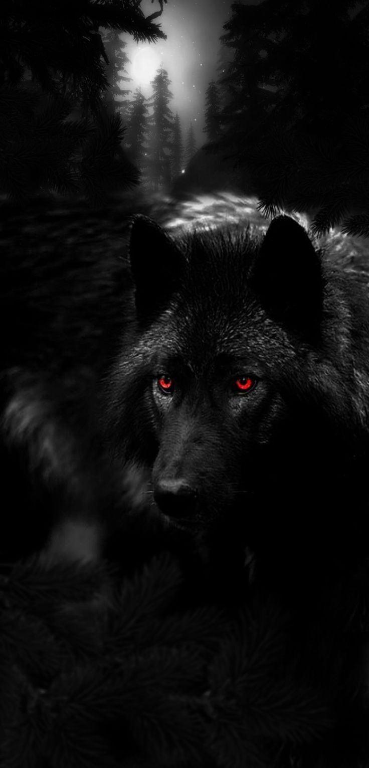 Лучшие фото волка в темноте   сборка (2)