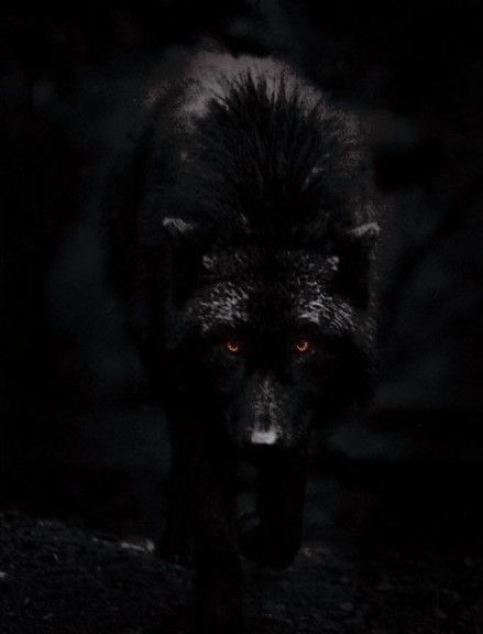 Лучшие фото волка в темноте - сборка (22)