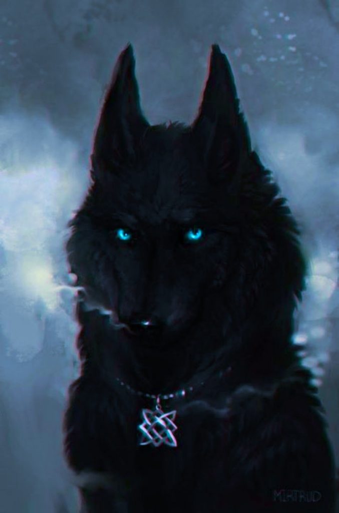 Лучшие фото волка в темноте - сборка (4)