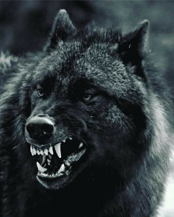 Лучшие фото волка в темноте   сборка (6)