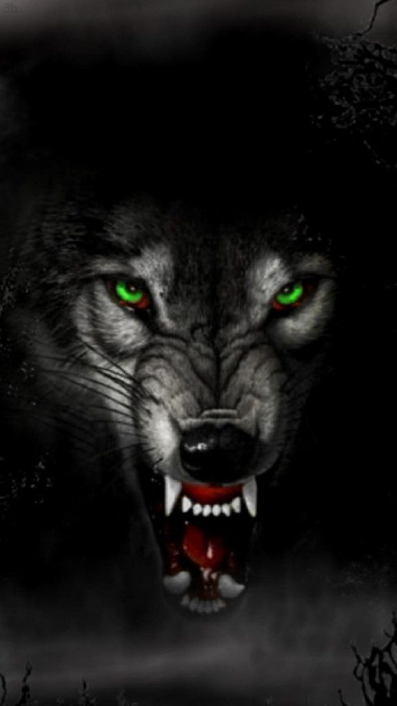 Лучшие фото волка в темноте - сборка (7)