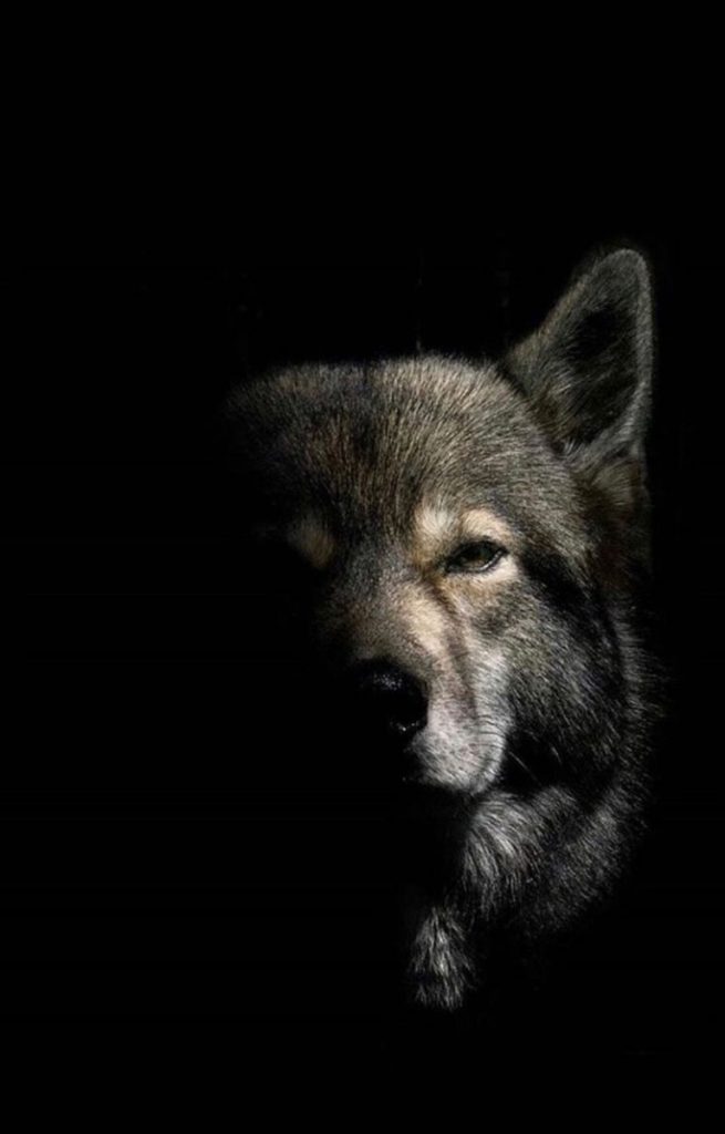 Лучшие фото волка в темноте - сборка (8)