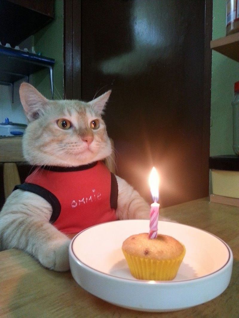 Милые картинки С днем рождения коты (12)