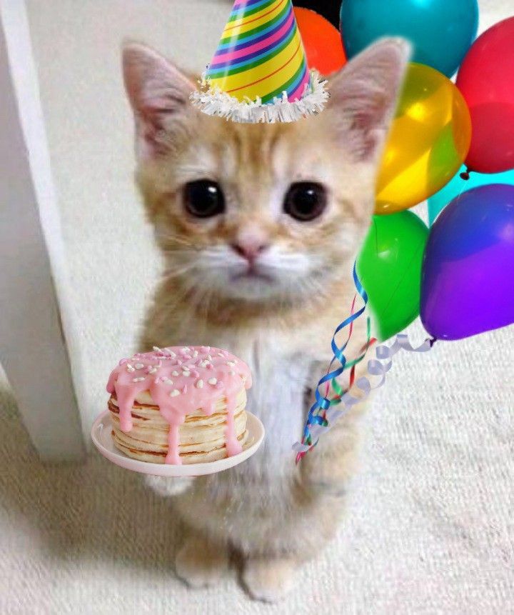 Милые картинки С днем рождения коты (13)
