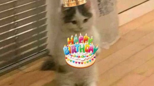 Милые картинки С днем рождения коты (23)