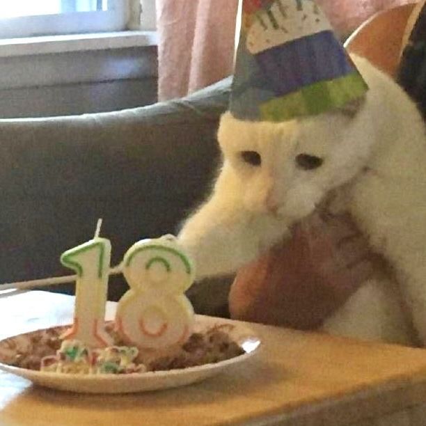 Милые картинки С днем рождения коты (26)