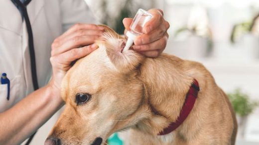 Как почистить уши собаке перекисью водорода 1