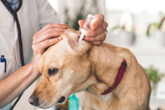 Как почистить уши собаке перекисью водорода 1