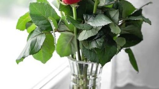 Как сделать, чтобы розы простояли дольше в вазе 2