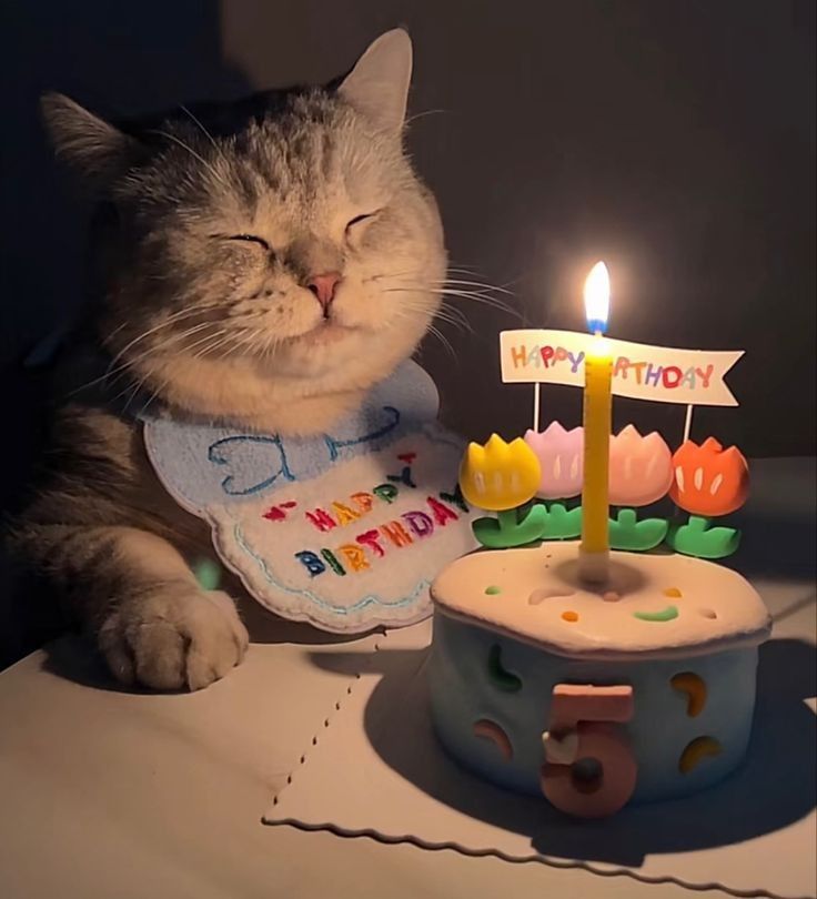 Нежные котята с днем рождения картинки (10)
