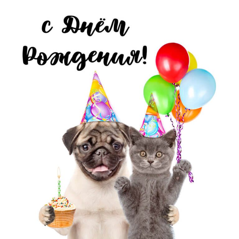 Нежные котята с днем рождения картинки (12)