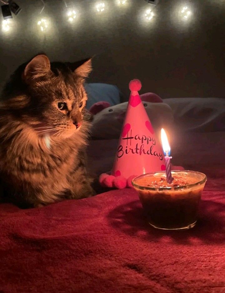 Нежные котята с днем рождения картинки (2)