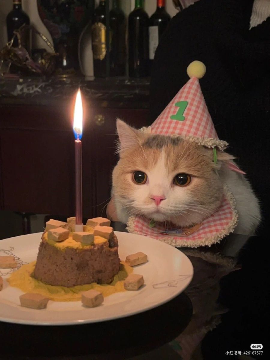 Нежные котята с днем рождения картинки (25)