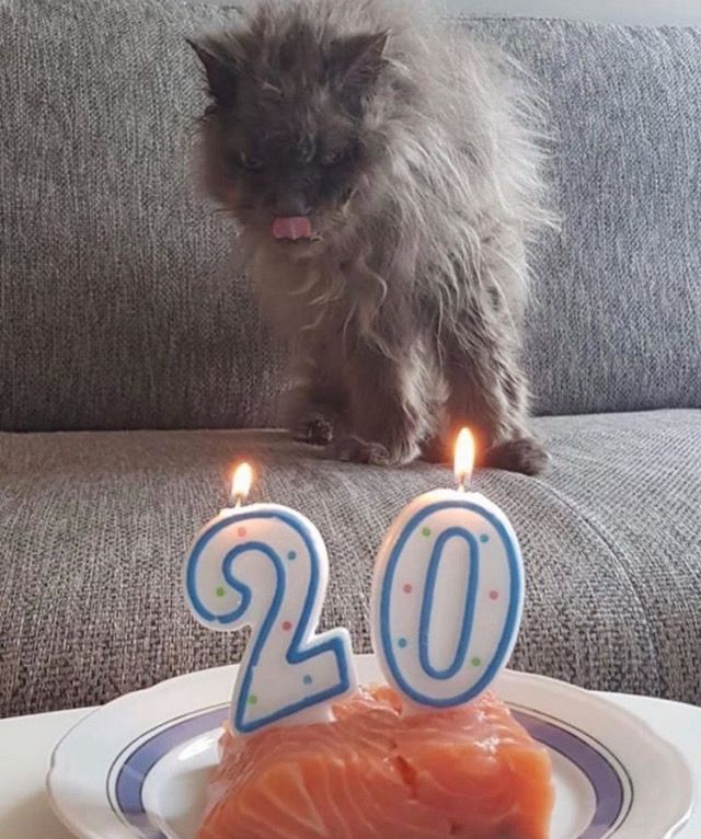 Нежные котята с днем рождения картинки (27)