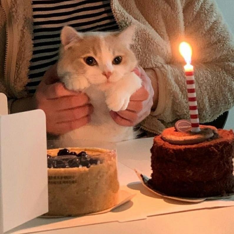 Нежные котята с днем рождения картинки (4)